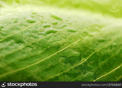 green leaf and water drop close up