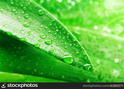 green leaf and water drop close up