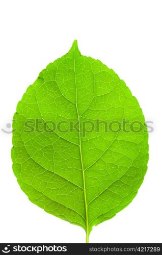 Green leaf and white background.