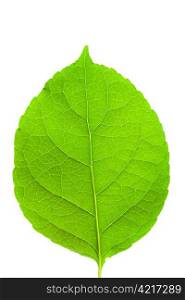 Green leaf and white background.