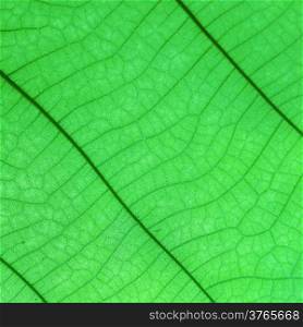 Green leaf as background or texture