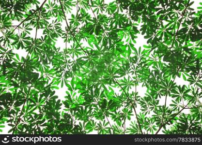 Green leaf as background or texture