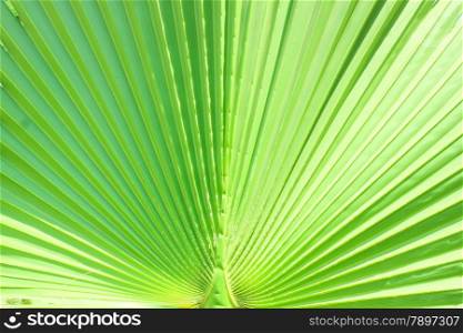 Green Leaf at sun light. Close up. Lines and textures of Green Palm leaves.
