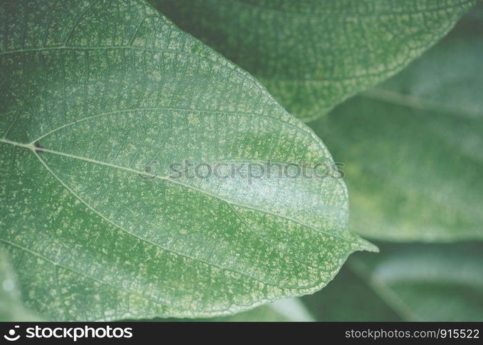 Green leaf background