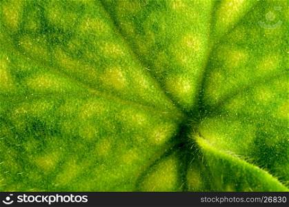 Green Leaf Background - a macrophoto of a leaf of a geranium.