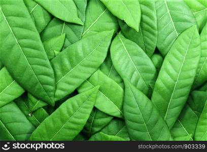 Green leaf background and texture. Nature backdrop