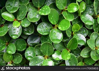 Green leaf background nature design texture pattern copy spec abundance backgrounds beauty in Nature close-up Clover day directly above Freshness full frame Green color Growth high angle view leaf leaves Nature no people outdoors pattern Plant Plant part succulent plant Tranquility