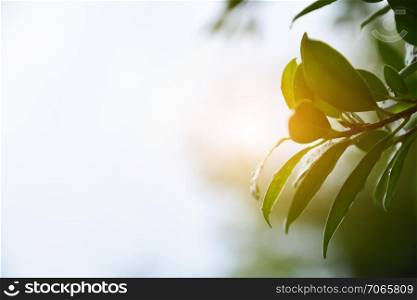 Green leaf background nature design texture pattern copy spec abundance backgrounds beauty in Nature close-up Clover day directly above Freshness full frame Green color Growth high angle view leaf leaves Nature no people outdoors pattern Plant Plant part succulent plant Tranquility