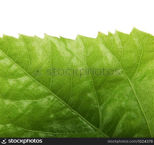Green Leaf Background. Stock Photos.