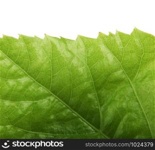 Green Leaf Background. Stock Photos.