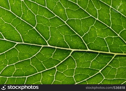 Green leaf background texture, macro