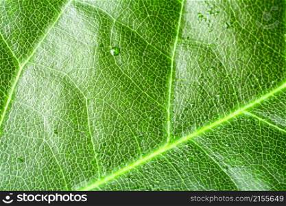 Green leaf background texture, macro. green leaf