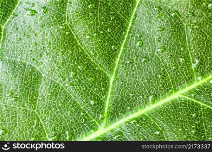 Green leaf background texture, macro. green leaf 
