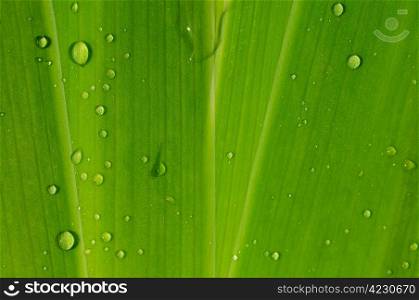 green leaf background with raindrops