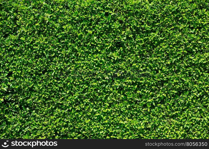 green leaf background&#xA;&#xA;