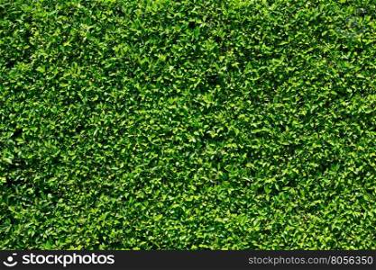 green leaf background&#xA;&#xA;