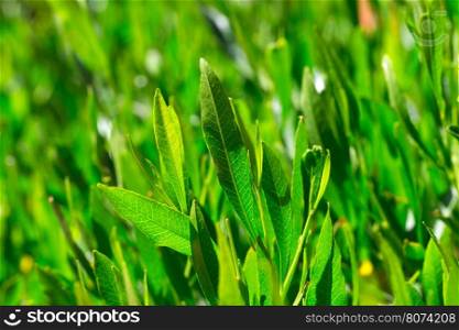 green leaf background&#xA;&#xA;