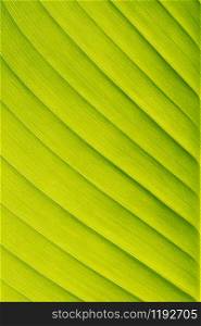 green leaf banana texture background