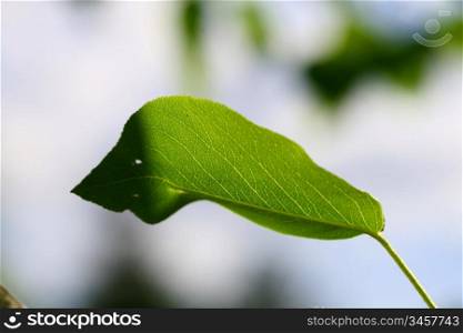 green leaf beautiful nature background