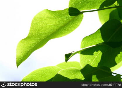 green leaf beautiful nature background