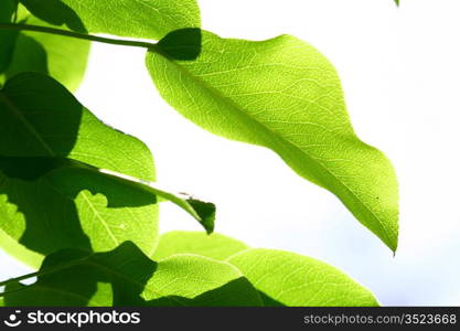 green leaf beautiful nature background