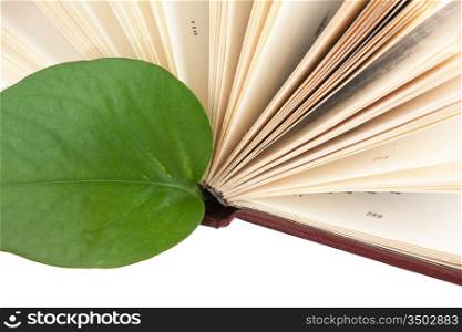 green leaf bookmark in a book isolated on white background
