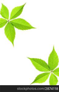 Green leaf border