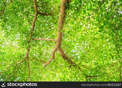 green leaf branch for natural background with space