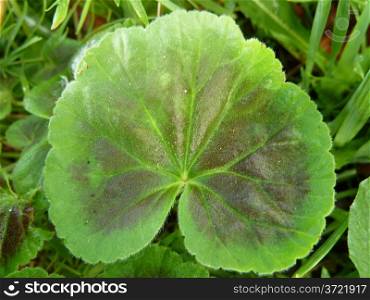 Green leaf. Bright green leaf as a background