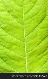 Green leaf close up