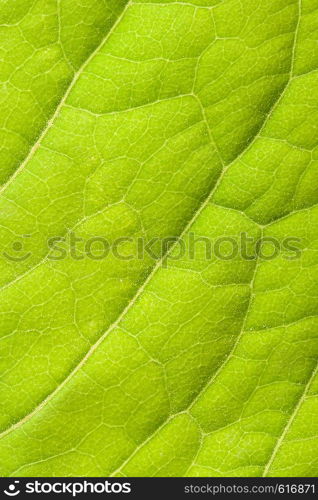 Green leaf close up