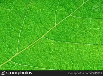 green leaf close-up as a background