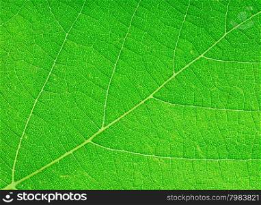 green leaf close-up as a background