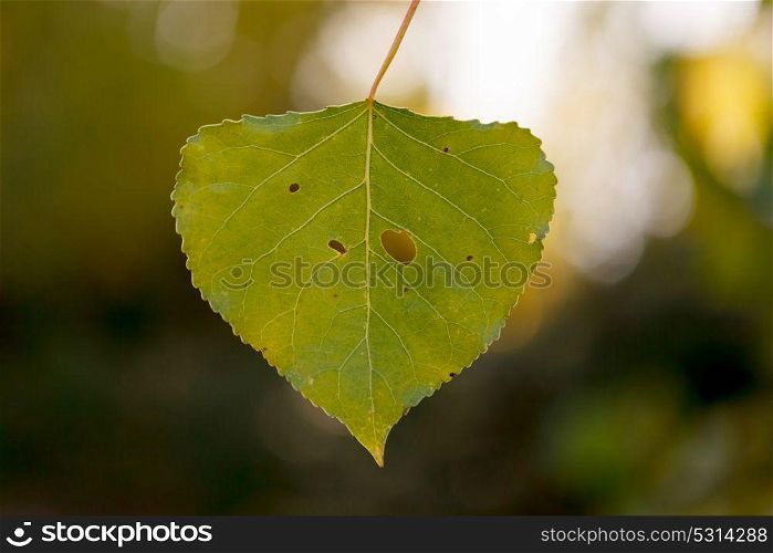Green leaf close up for background