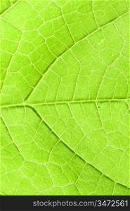 green leaf close up nature background