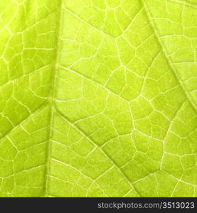 green leaf close up nature background