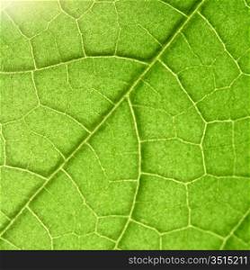 green leaf close up nature background
