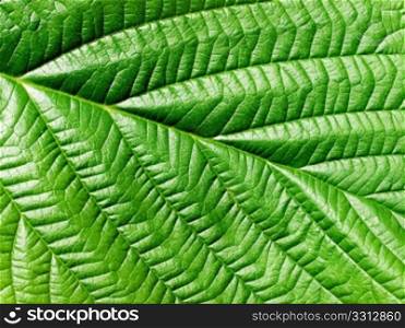 Green leaf closeup texture detail background.