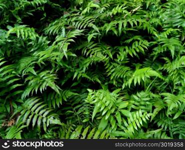green leaf fern backgrounds