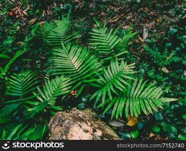 green leaf fern in forest
