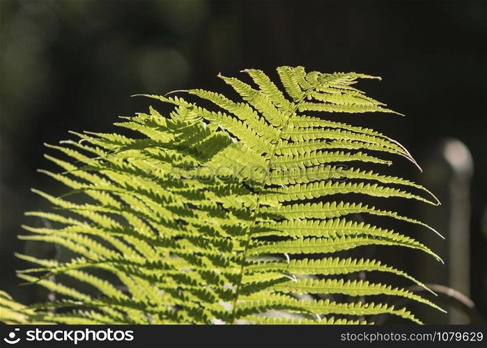 green leaf fern in the backlight of the sun. green plants in summer
