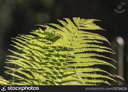green leaf fern in the backlight of the sun. green plants in summer