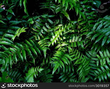 green leaf fern nature backgrounds