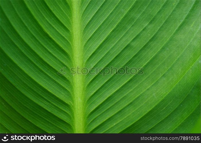 Green leaf for background. Green natural texture.
