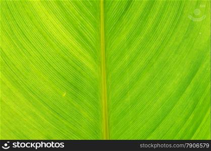 Green leaf for background. Green natural texture.