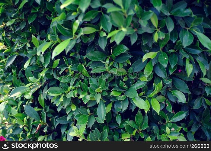 Green leaf for flower background
