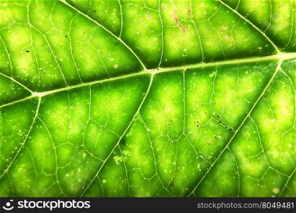 Green leaf. Green leaf.