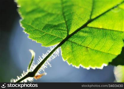 Green leaf. Green leaf in a sunlight