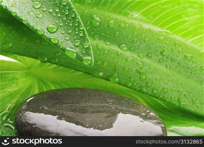 green leaf,grey stone and water drop close up
