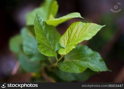 Green leaf in the nature background